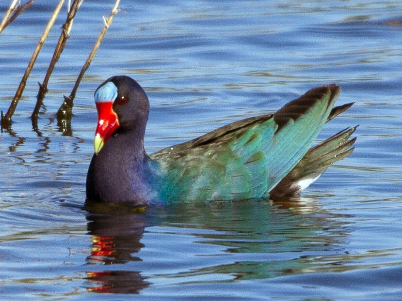 frango-d'agua-azul