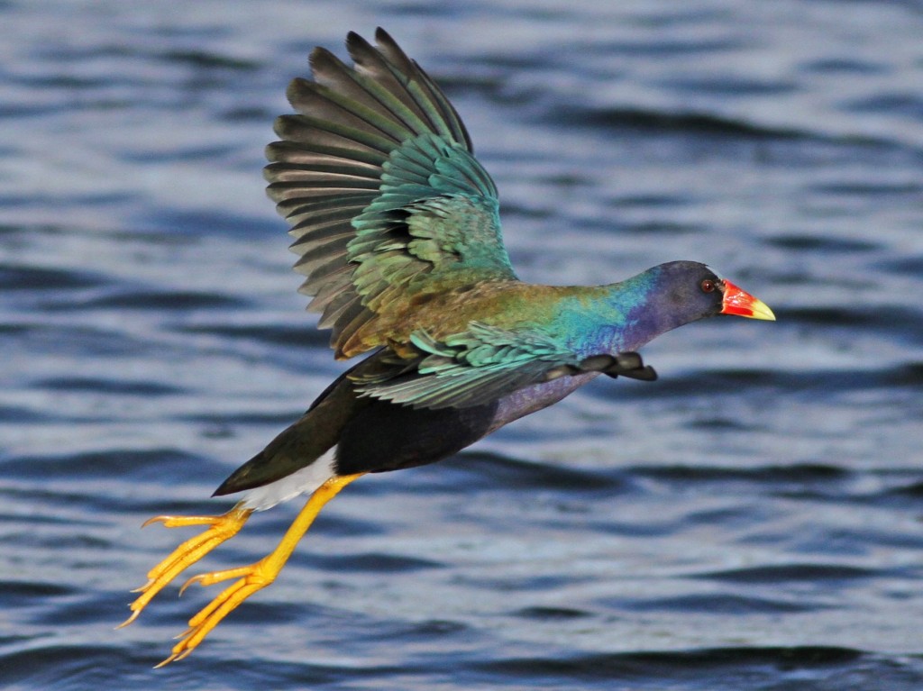 frango-d'agua-azul