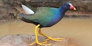 frango-d'agua-azul