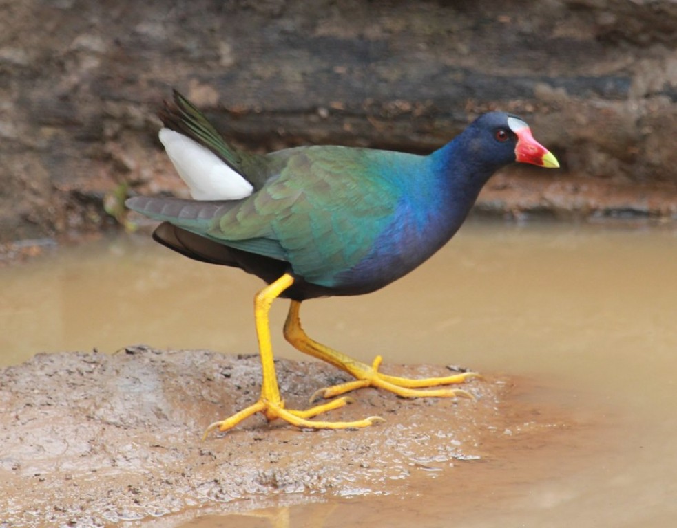 frango-d'agua-azul