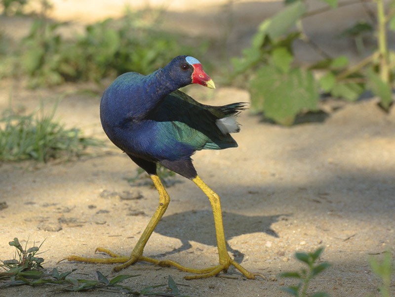 frango-d'agua-azul