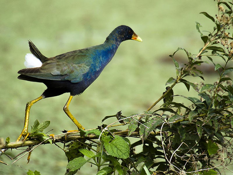 frango-d'agua-azul