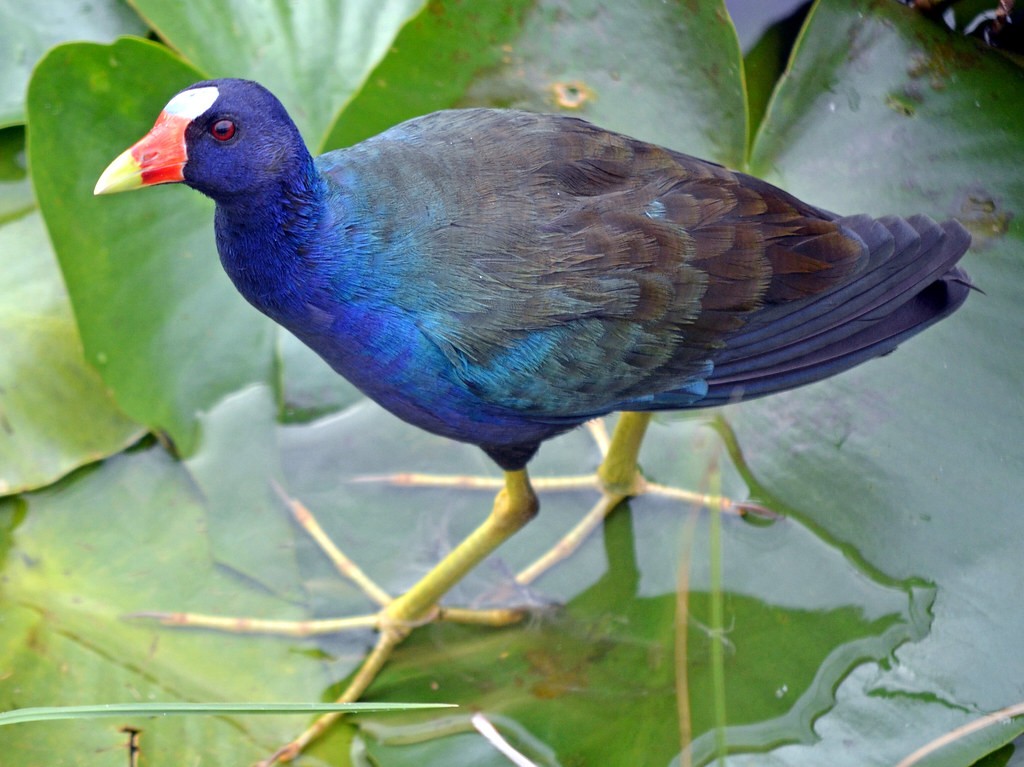 frango-d'agua-azul