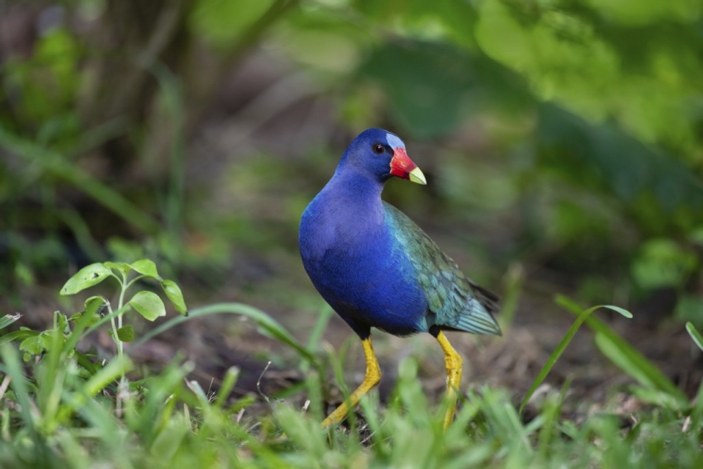 frango-d'agua-azul habitat