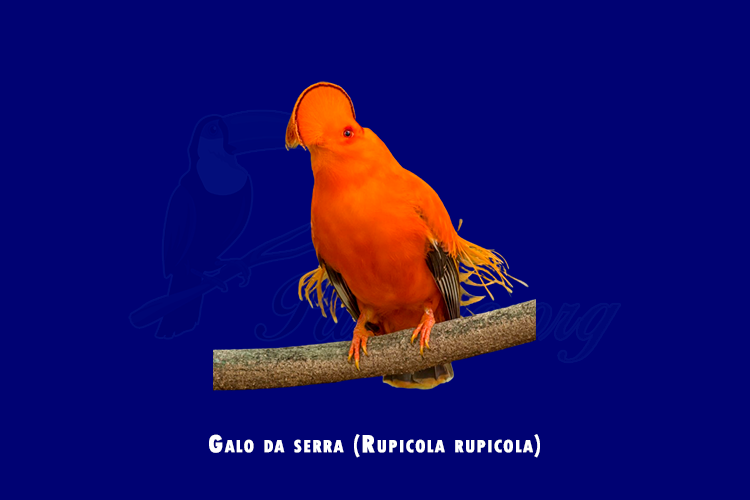 galo da serra (rupicola rupicola)