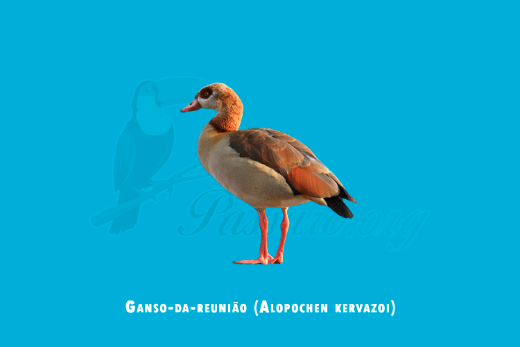 ganso-da-reuniao (alopochen kervazoi)