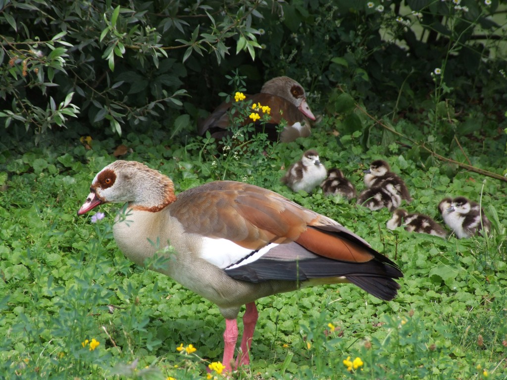 ganso-da-reuniao