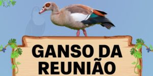 ganso da reuniao