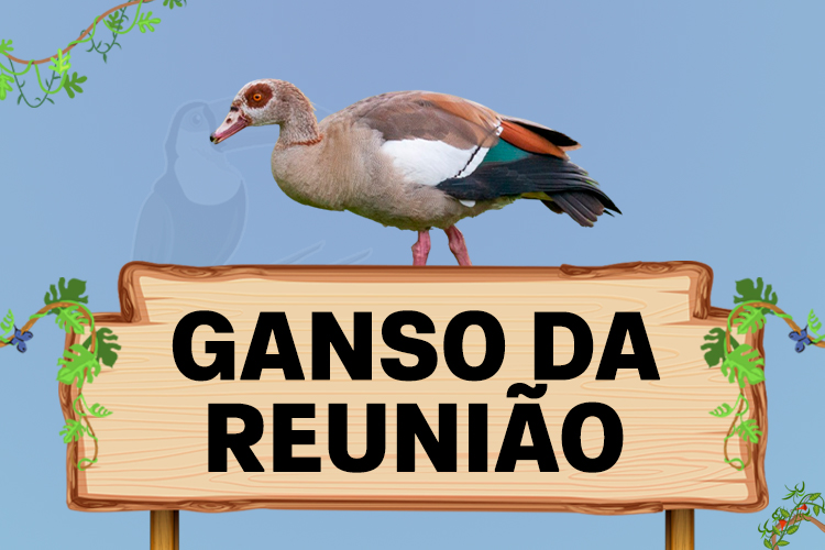 ganso da reuniao