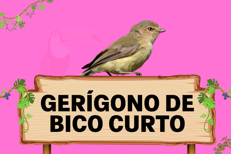 gerigono de bico curto