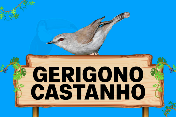 gerigono castanho