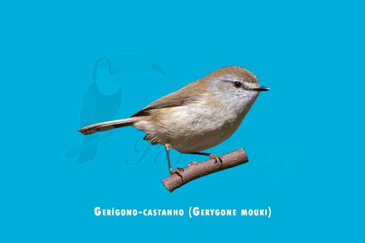 gerígono-castanho (gerygone mouki)