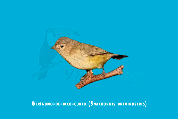 gerígono-de-bico-curto (smicrornis brevirostris)