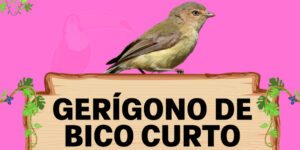 gerigono de bico curto