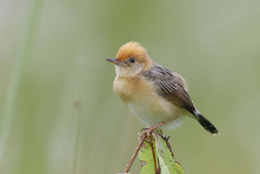 habitat da cisticola de cabeca dourada