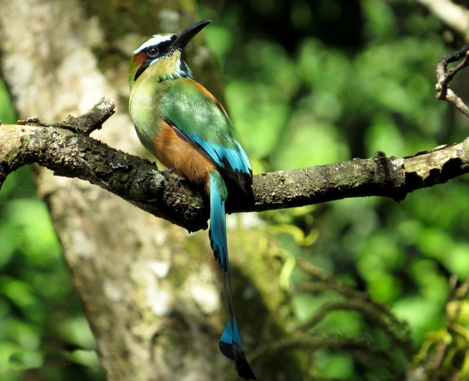 habitat do torogoz