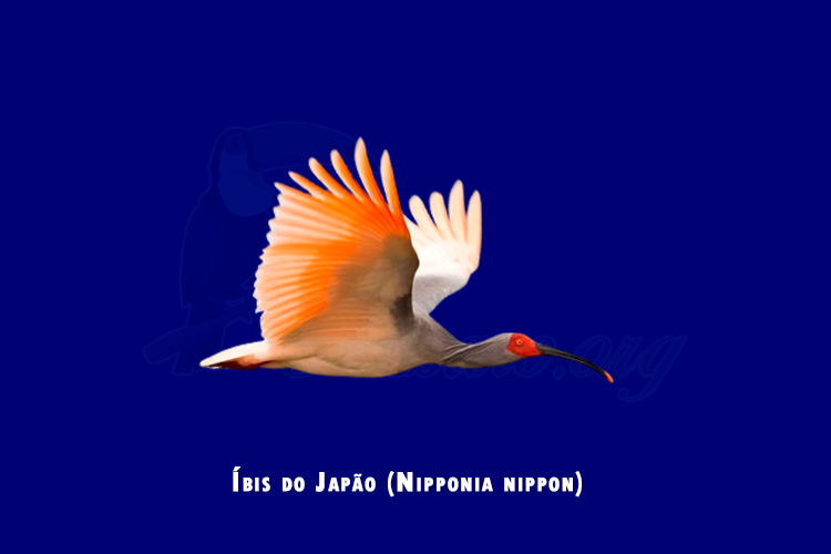 ibis do japao (nipponia nippon)