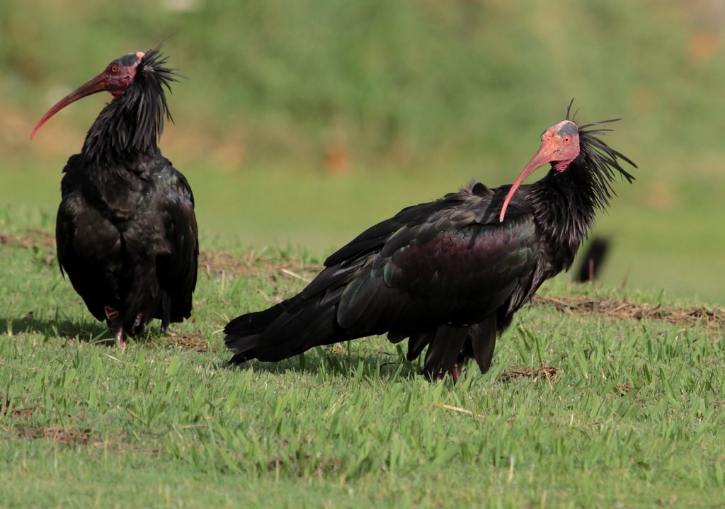  ibis eremita