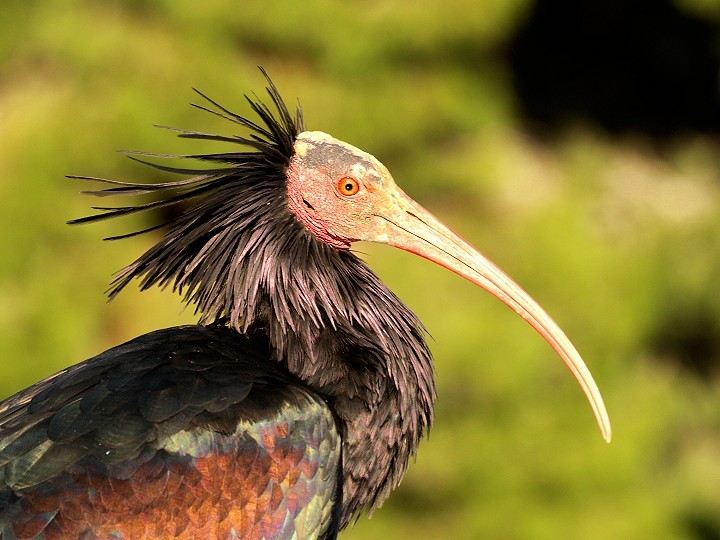  ibis eremita