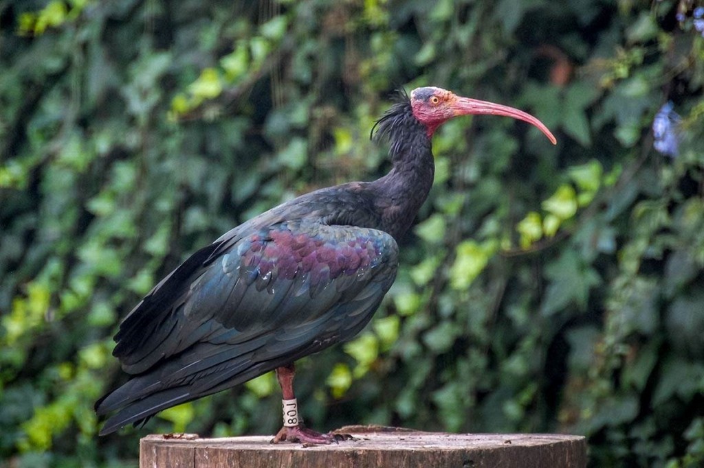  ibis eremita