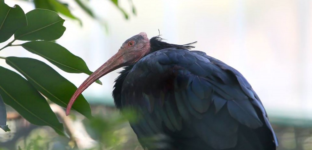  ibis eremita