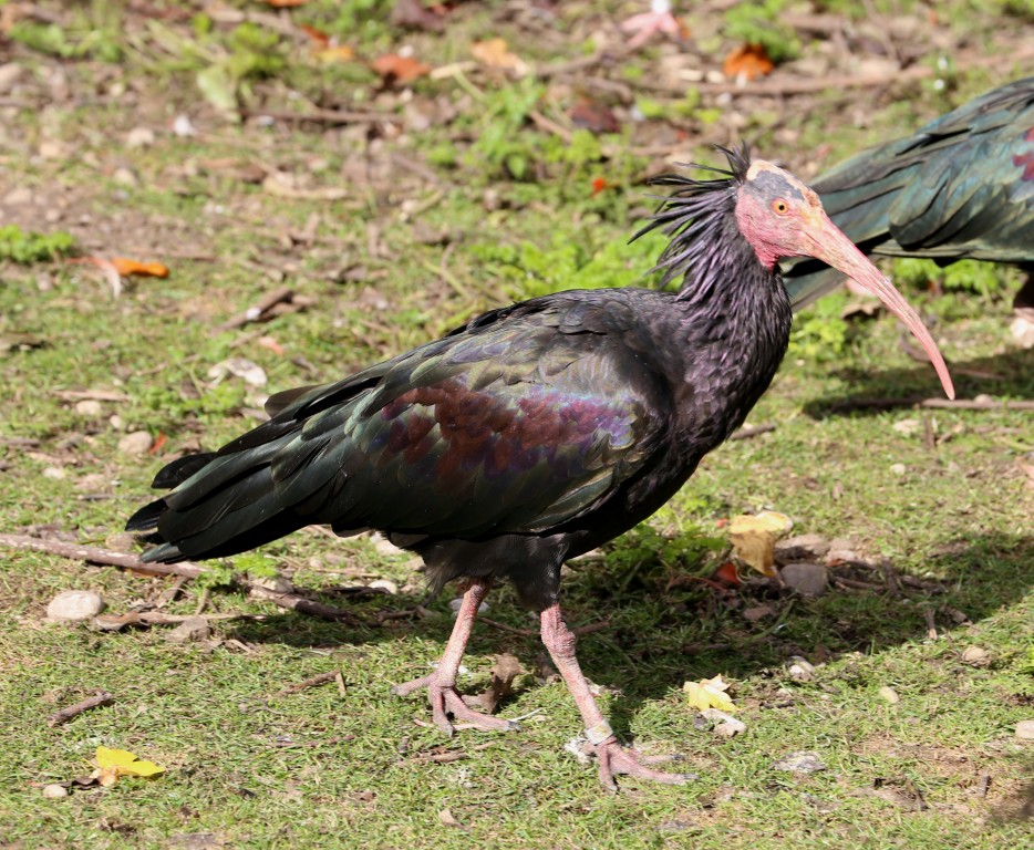  ibis eremita