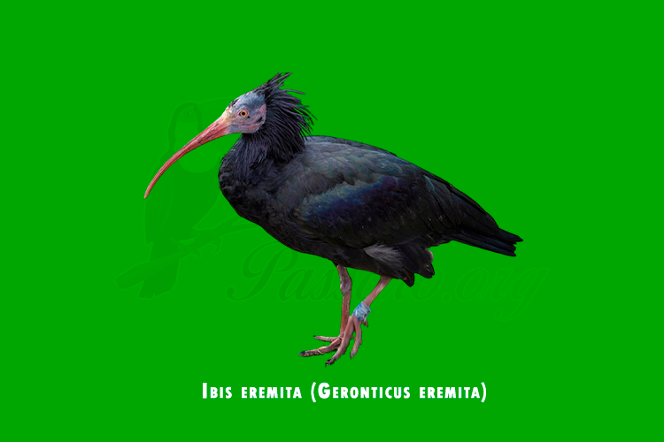 ibis eremita (geronticus eremita)