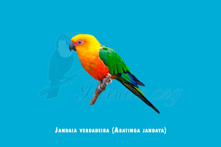 jandaia verdadeira (aratinga jandaya)