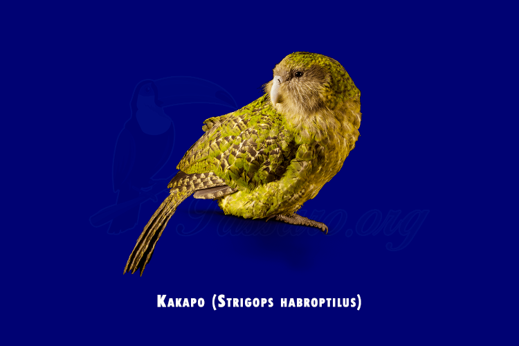 kakapo ( strigops habroptilus)