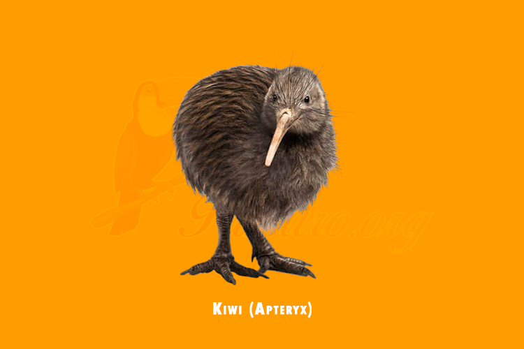 kiwi (apteryx)