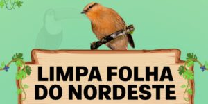 limpa folha do nordeste