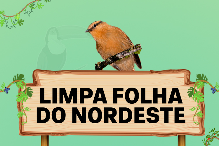 limpa folha do nordeste