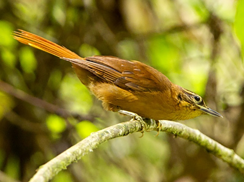 limpa-folha-do-nordeste