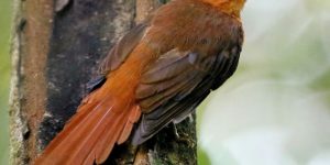 limpa-folha-do-nordeste
