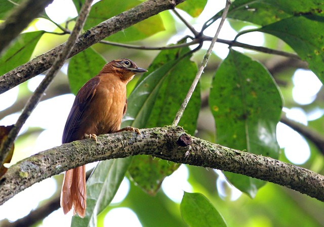 limpa-folha-do-nordeste