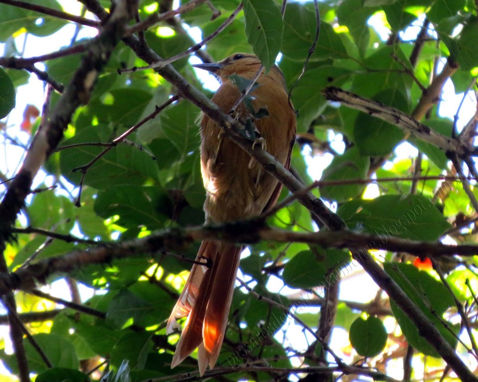 limpa-folha-do-nordeste