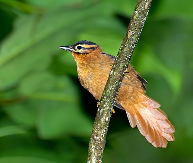 limpa-folha-do-nordeste