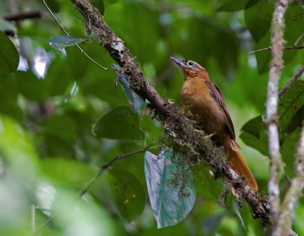 limpa-folha-do-nordeste