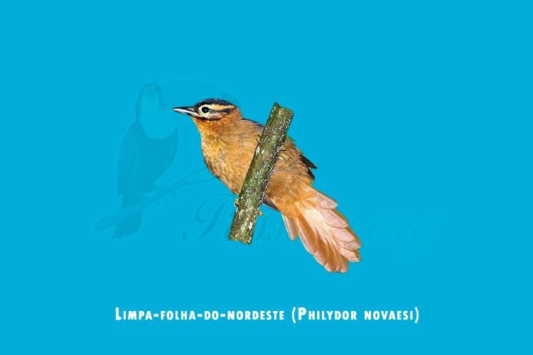 limpa-folha-do-nordeste (philydor novaesi)