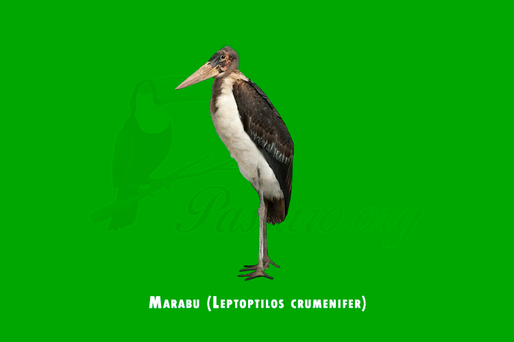 marabu (leptoptilos crumenifer)