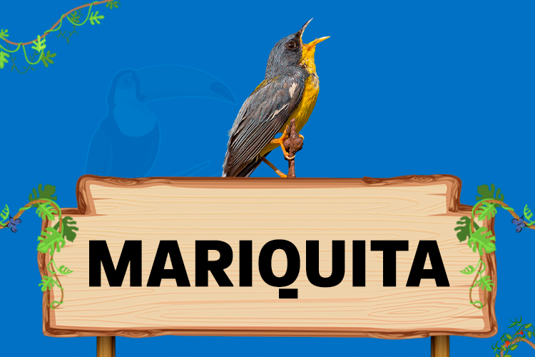 mariquita