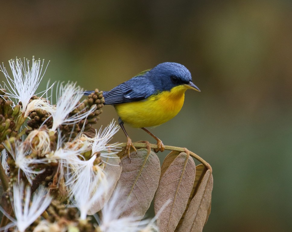 mariquita 