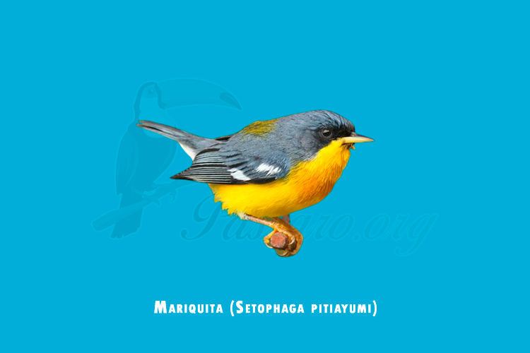 mariquita (setophaga pitiayumi)