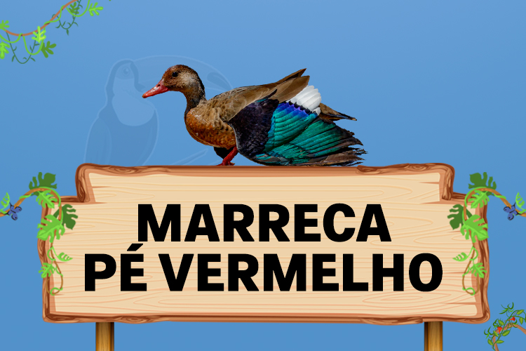 marreco pe vermelho