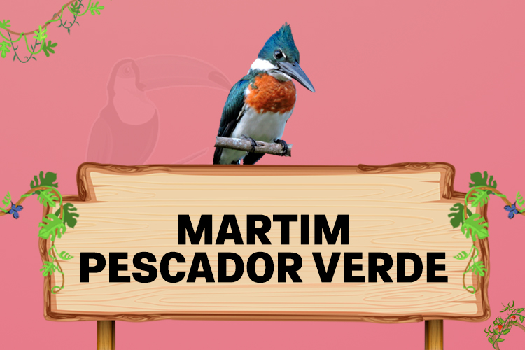 martim pescador verde