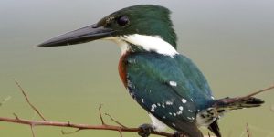 martim-pescador-verde