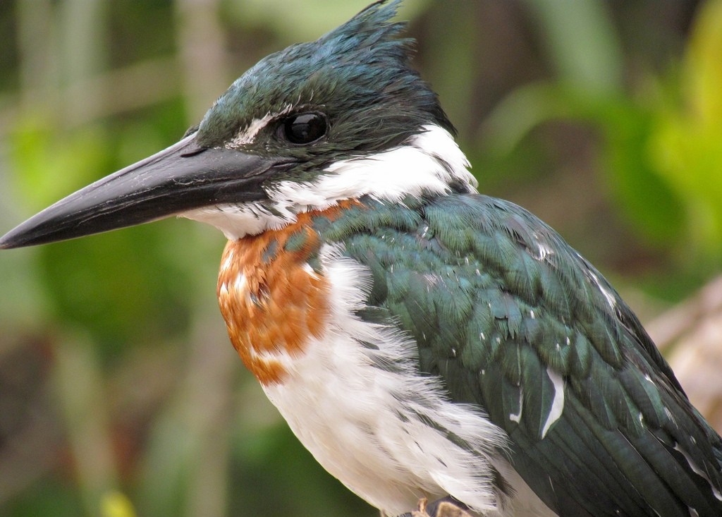  martim-pescador-verde