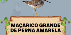 maçarico grande de perna amarela