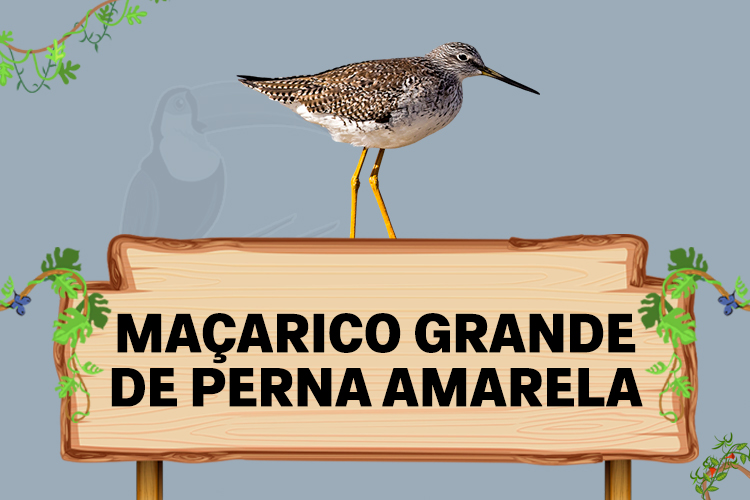 maçarico grande de perna amarela