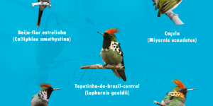 menores aves do Brasil